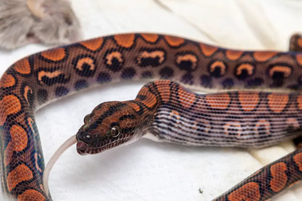 A neonate Brazilian Rainbow Boa swallowing a mouse.