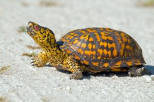 A spectacular adult male Eastern Box Turtle.