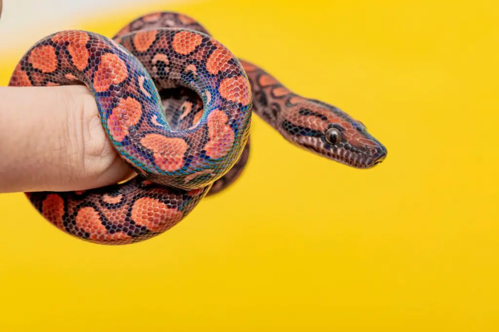 A tiny neonate Brazilian Rainbow Boa