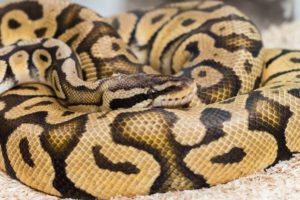 A typical adult Firefly Ball Python.