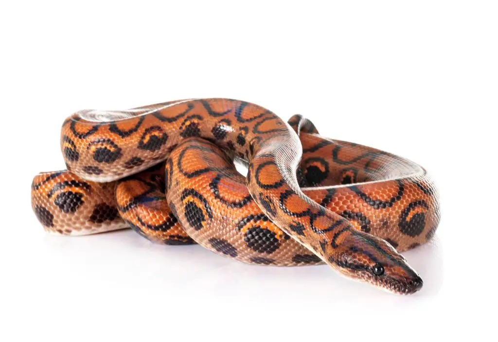 An adult Brazilian Rainbow boa.