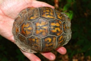 An adult Eastern Box Turtle viewed from above.