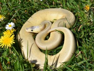 Can I take my Ball Python outside?