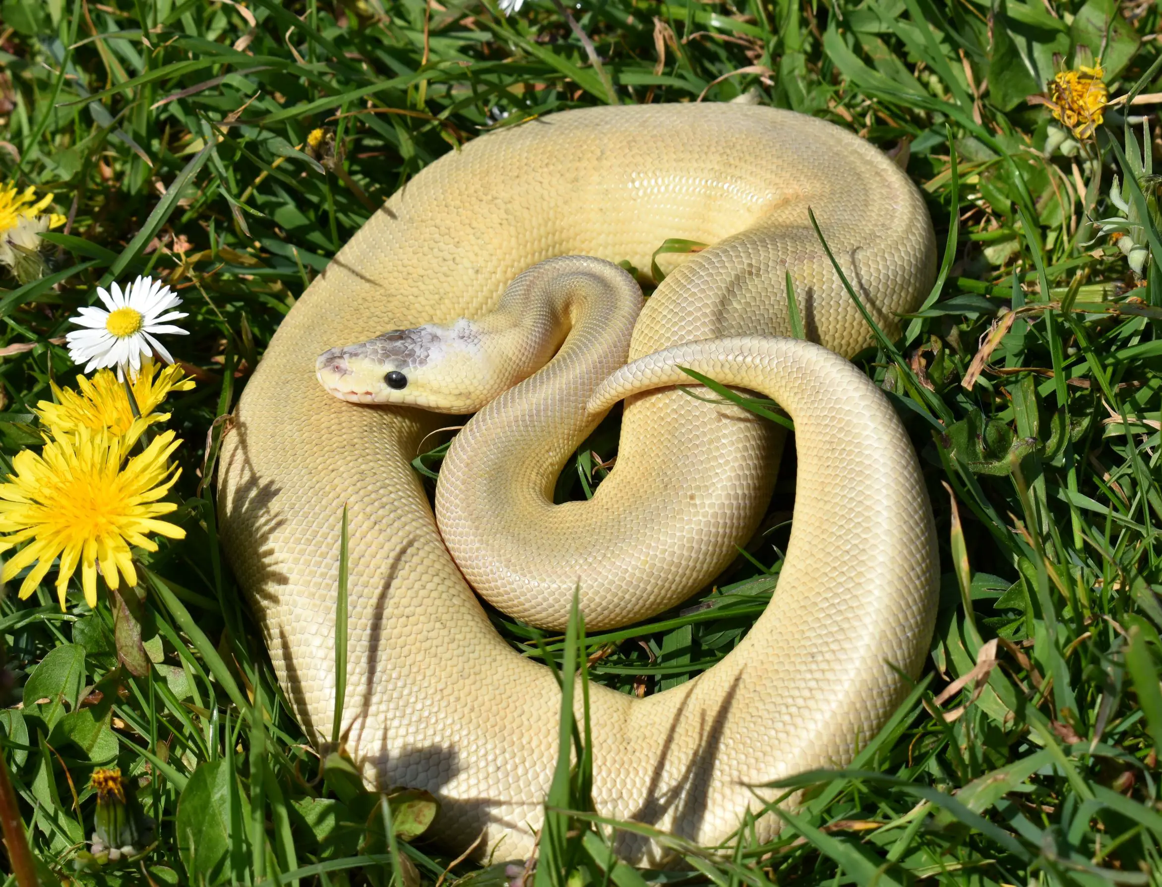 <center>Can I take my Ball Python outside?