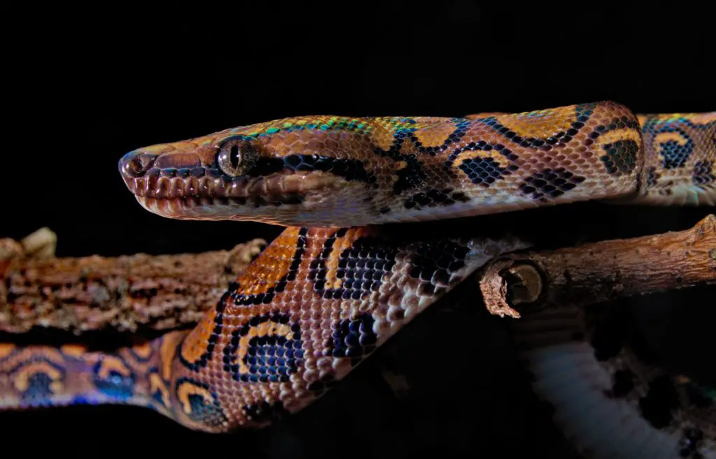 Brazilian Rainbow Boa Care Sheet