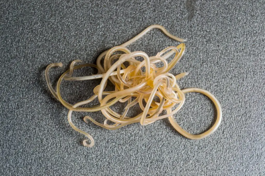 ypical Ascarid roundworms.