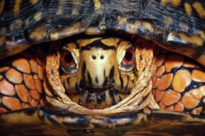 Up close and personal with an Eastern Box Turtle.