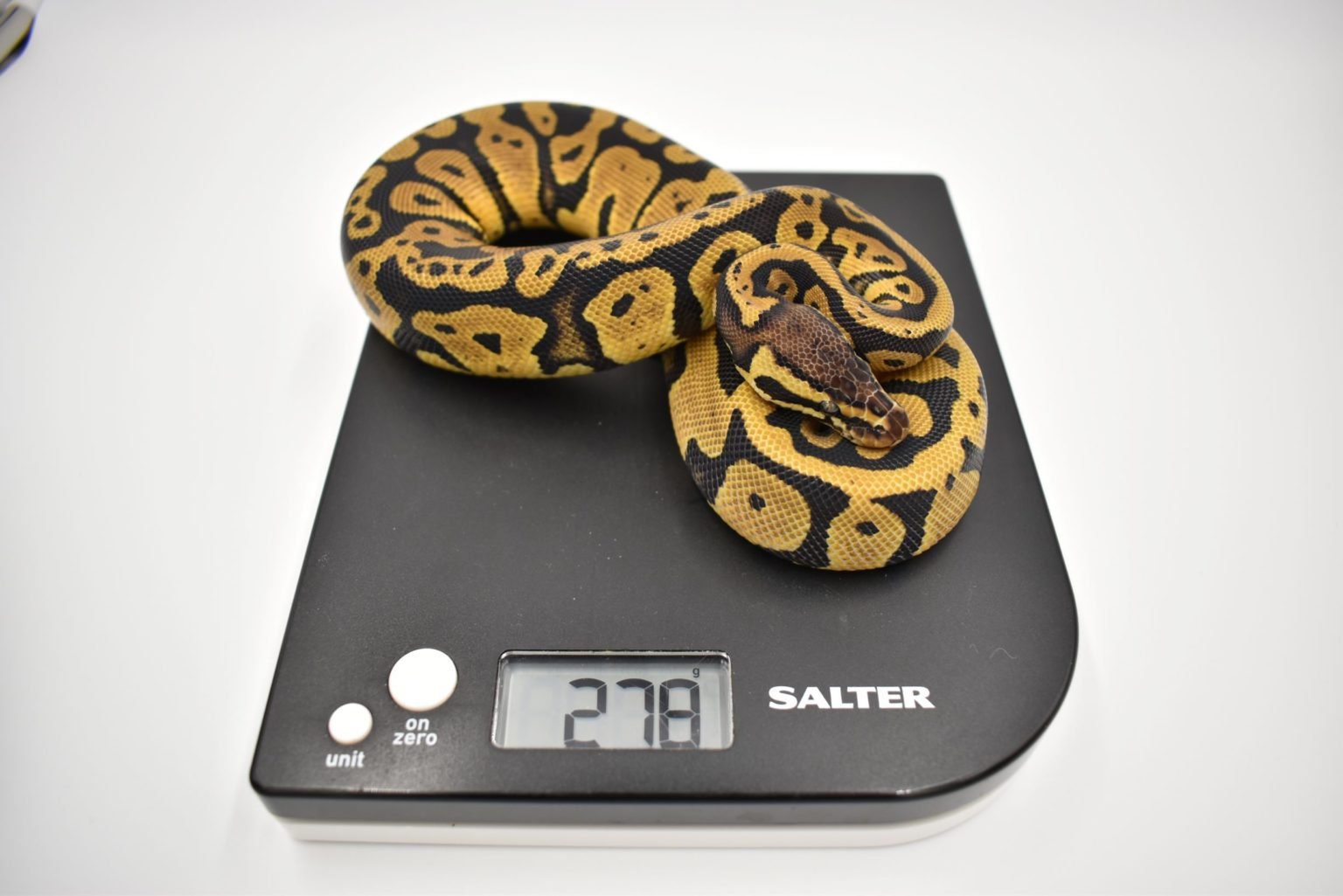 How big do Ball Pythons get? – BALL PYTHON BREEDER UK