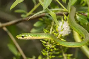 A Rough Green Snake hunting in the branches