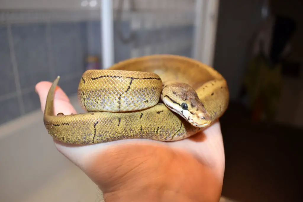 Should I bathe my Ball Python?