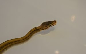 Baby Acid Spinner Ball Python showing no interest in swimming