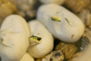 Baby Rough Green Snakes hatching