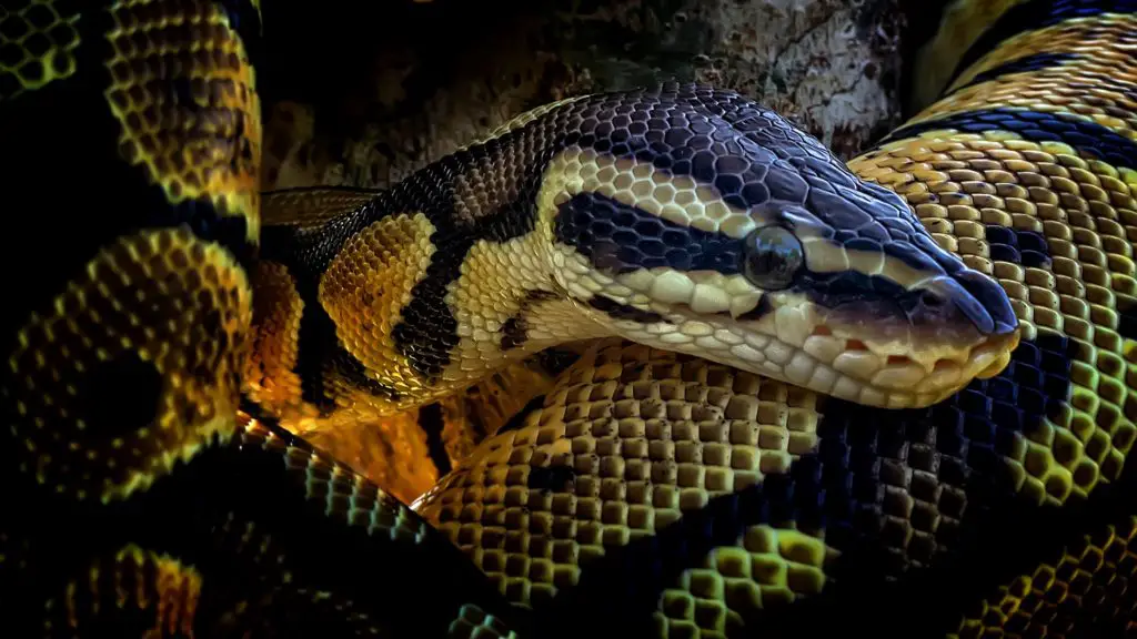 Are female or male Ball Pythons more aggressive?