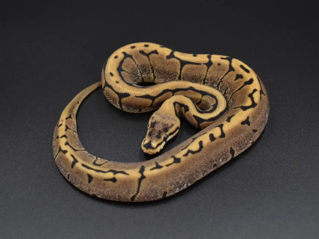 Temperature for a Ball Python