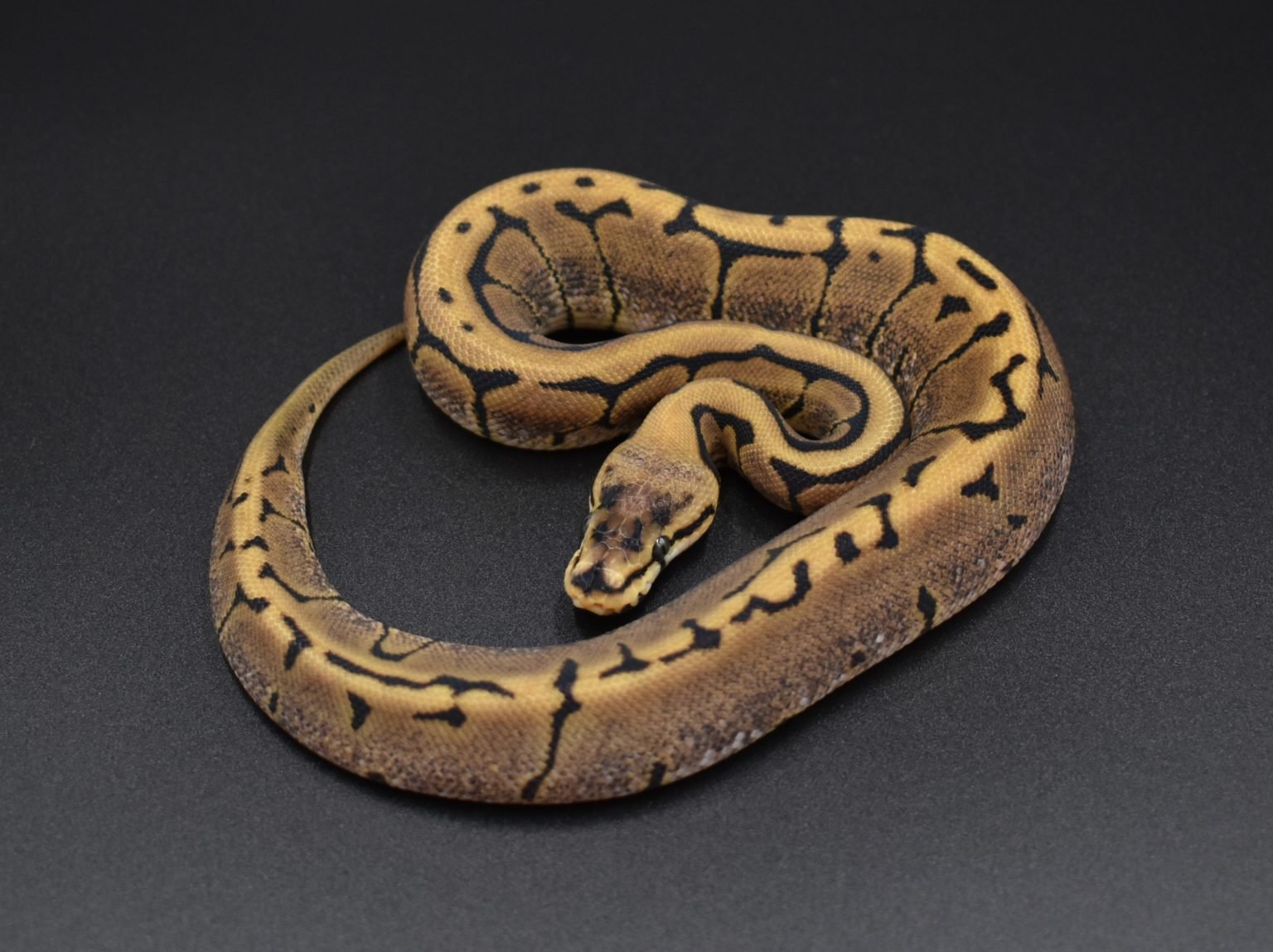 How Often Should Ball Pythons Eat BALL PYTHON BREEDER UK how-often-should-ball-pythons-eat-ball-python-breeder-uk