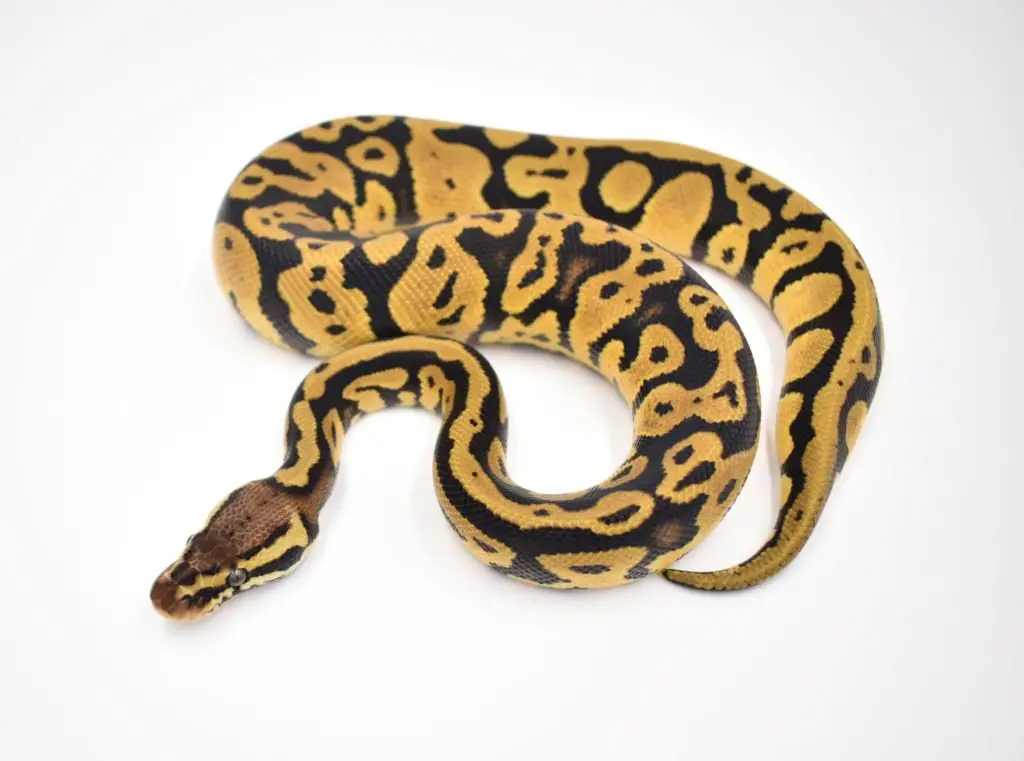 Ball Python Heating and lighting