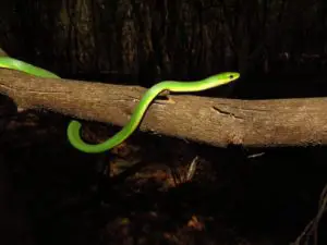 Rough Green Snake at night