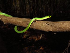 Rough Greensnake – Florida Snake ID Guide