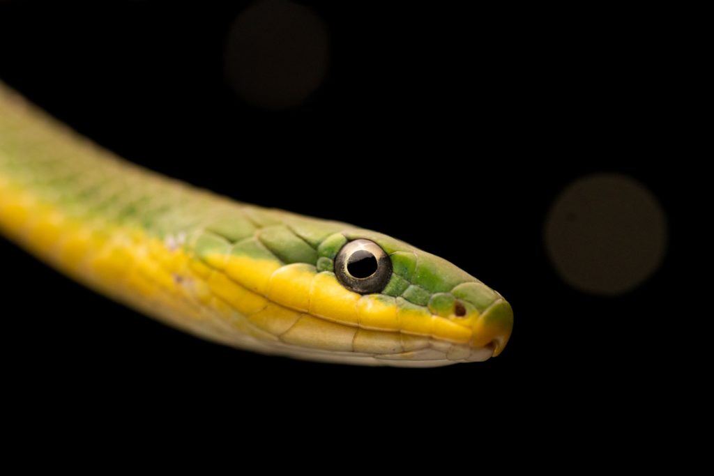 Rough Greensnake – Florida Snake ID Guide