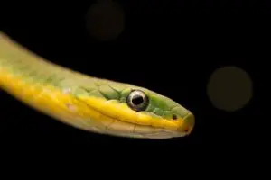 Difference between Rough and Smooth Green Snakes