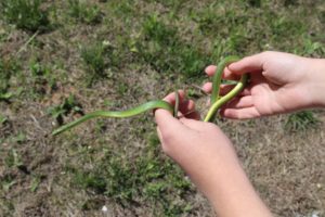 Rough Green Snake handling