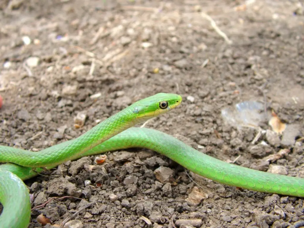 Rough Green Snake Opheodrys aestivus