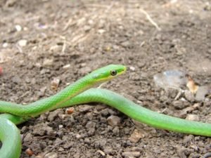 Rough Green Snake Opheodrys aestivus