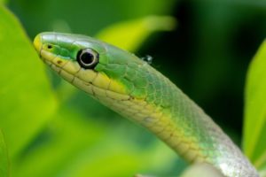 Rough Green Snake surveying area