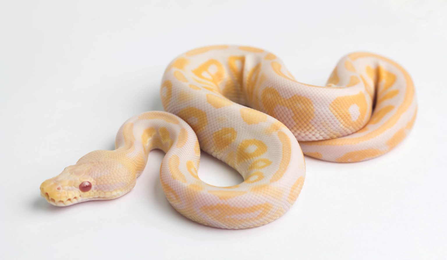 Albino Ball Python – BALL PYTHON BREEDER UK