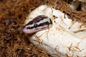 Do female Ball Pythons lay eggs without a male?