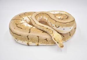 A Spinner Blast Ball Python