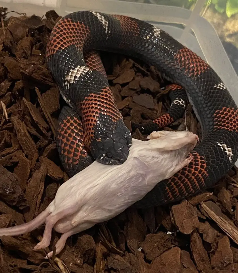 Tricolor Hognose Snake husbandry guide