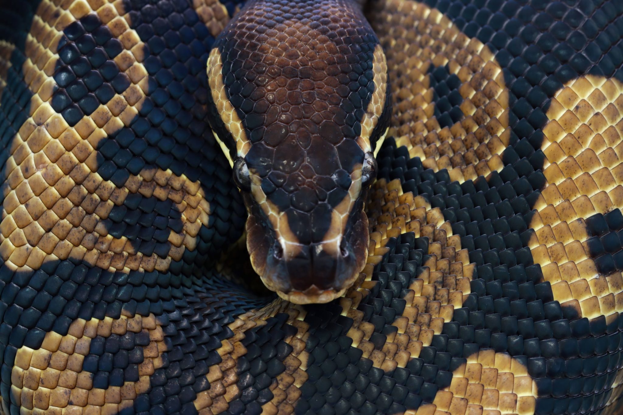 Ball Python Scale Rot: How to understand and treat it.
