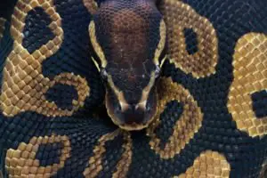 Best substrate for Ball Pythons
