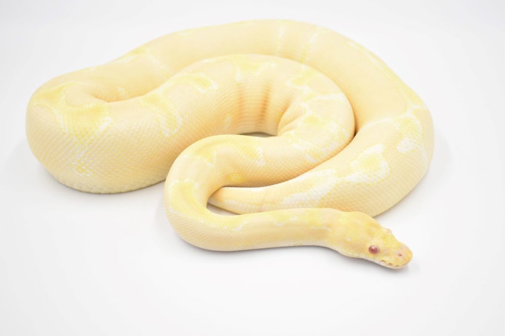 Is a ball python a good pet?