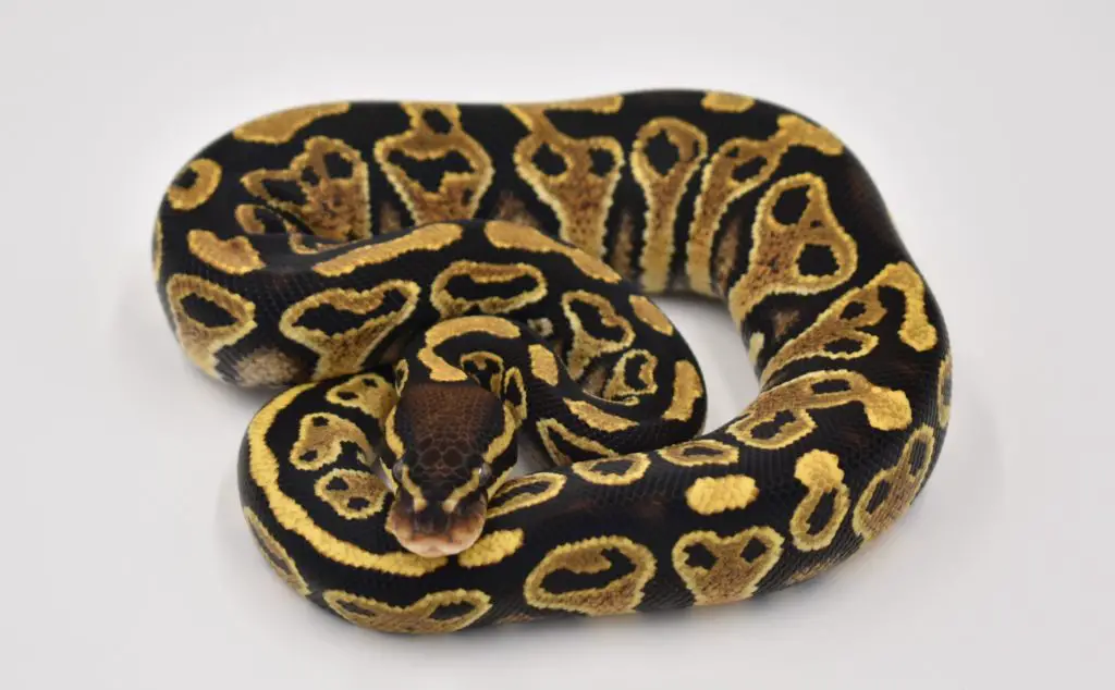 A young female Hurricane Yellowbelly het. Albino Ball PYthon