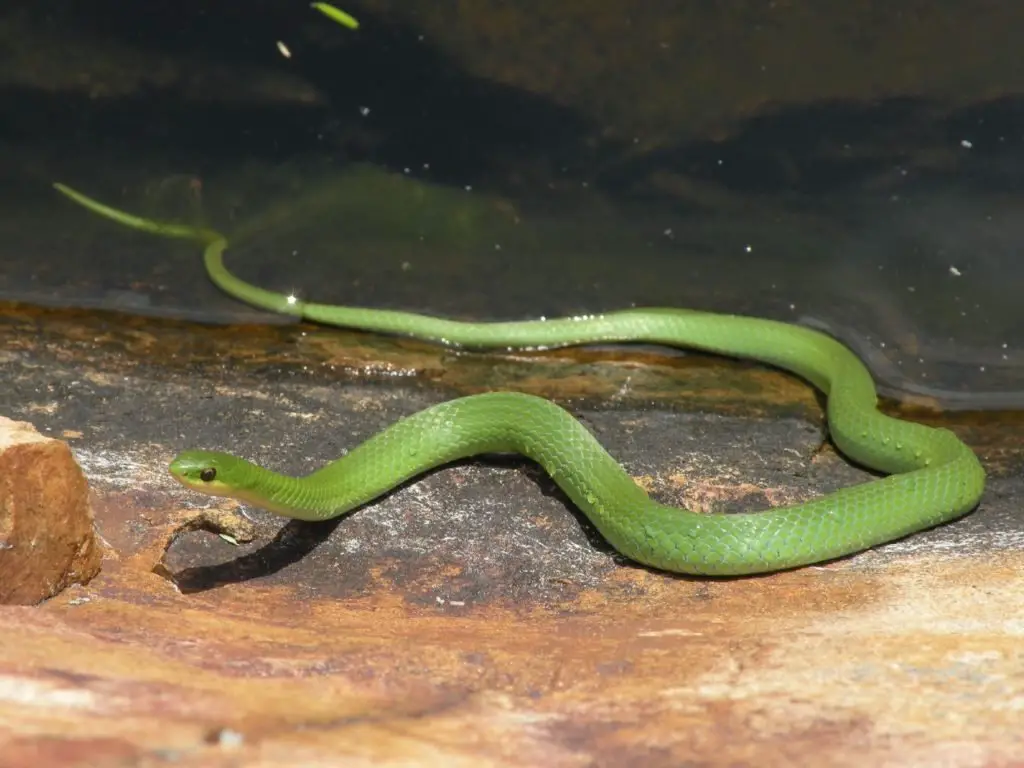 What’s The Difference Between Rough And Smooth Green Snakes?