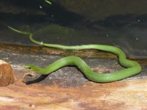 A Smooth Green Snake next to a water source