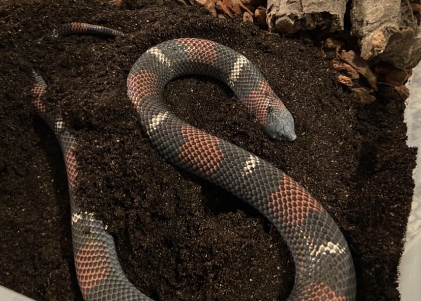 Adult Tricolor Hognose Snake care