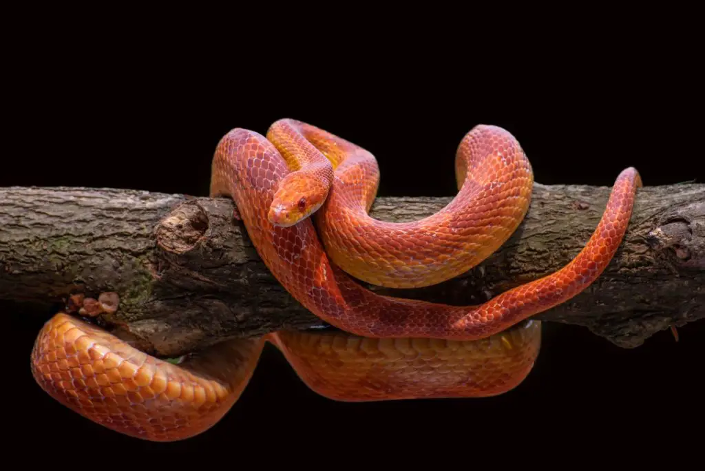 How long do Corn Snake eggs take to hatch?