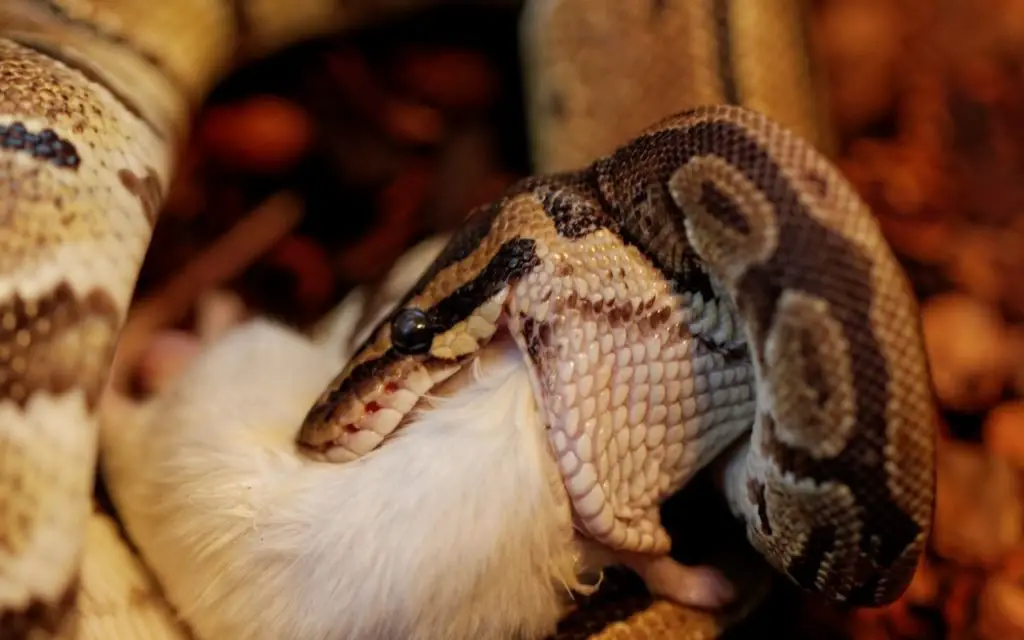 Baby Ball Python feeding