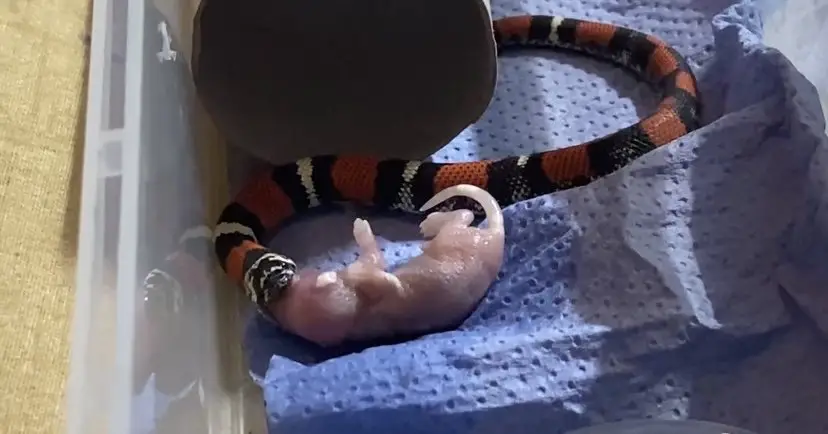 Baby Tricolor Hognose Snake feeding