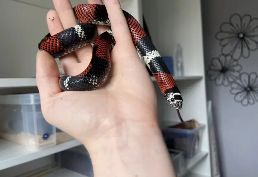 Banded Hognose Snake handling