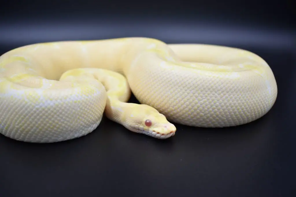 Breeding ball pythons for profit