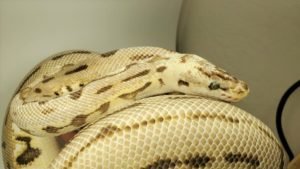 Bumblebee Puzzle Ball Python