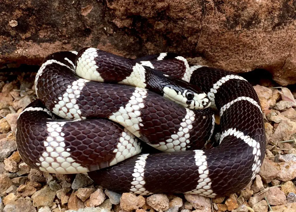 California Kingsnake blotched phase