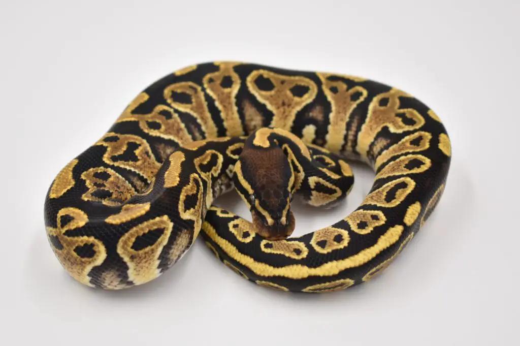 Camera shy hurricane yellow belly Ball Python