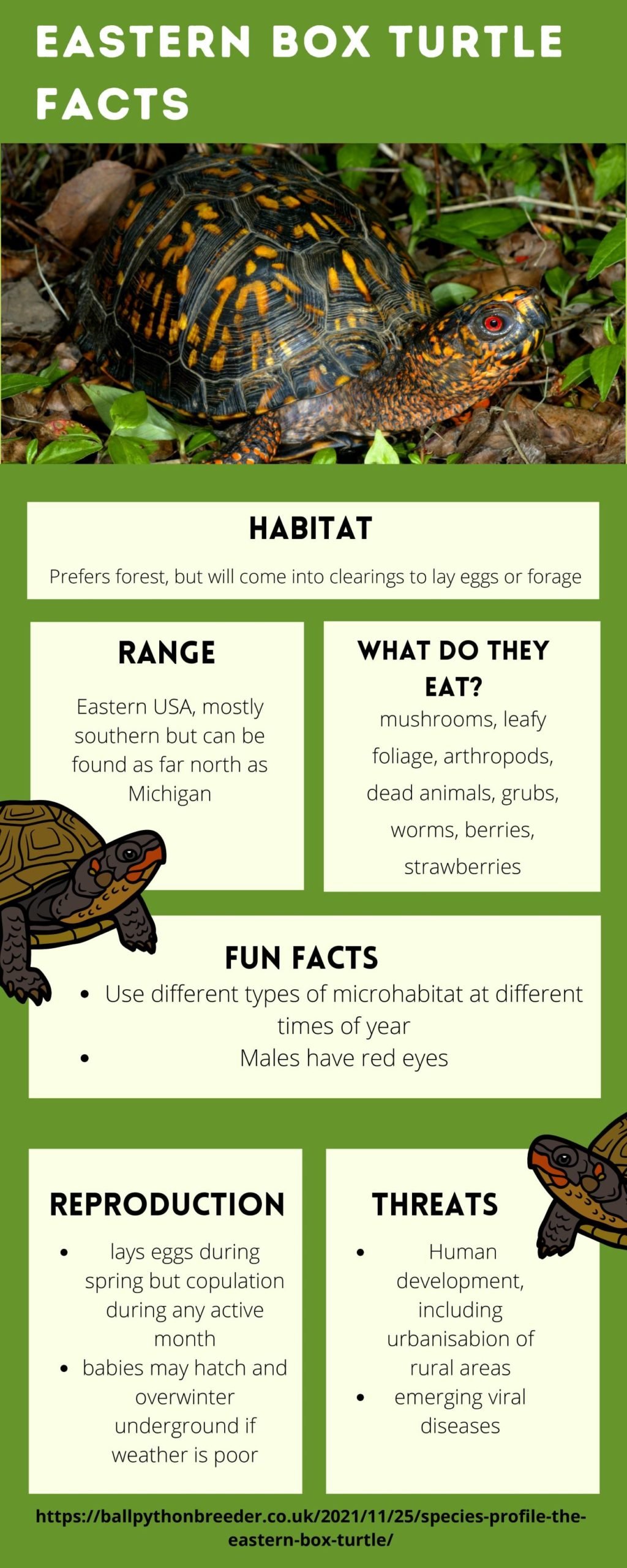 Eastern Box Turtle Facts