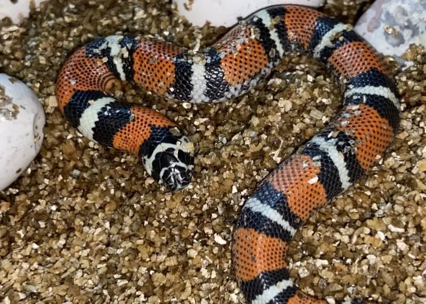 Hatchling Tricolor Hognose Snake (Xenodon pulcher)