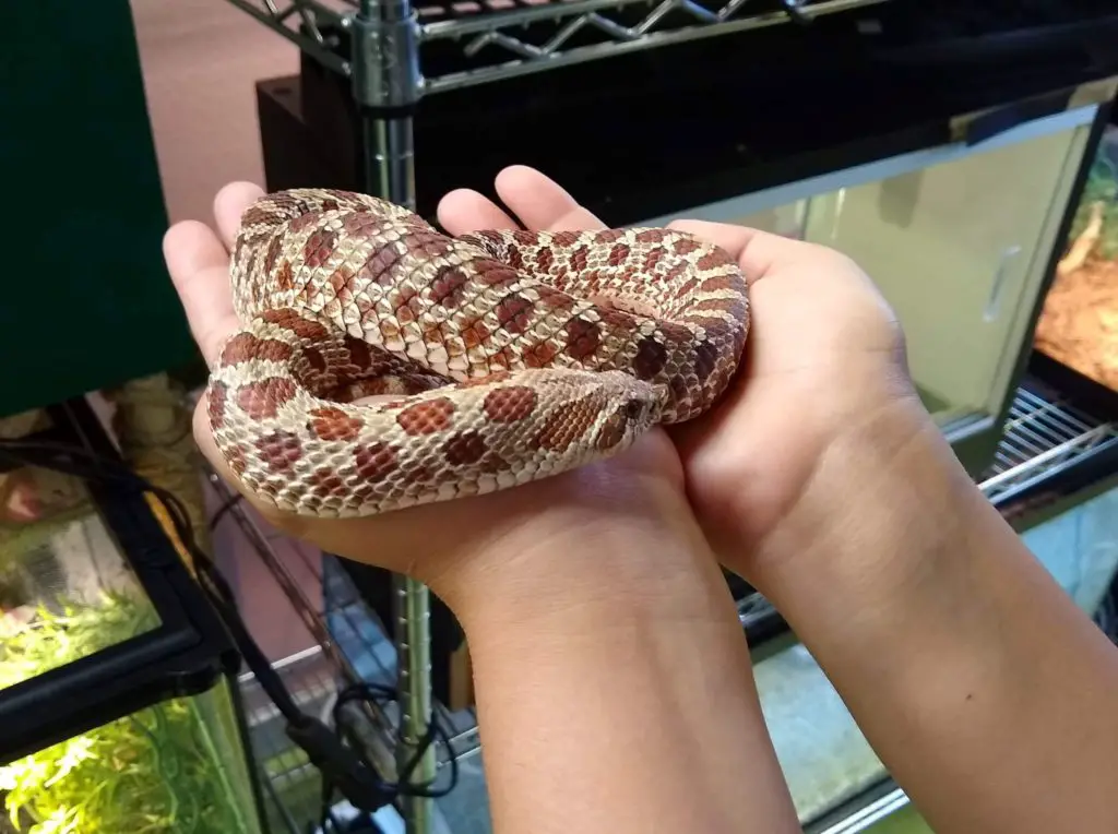 eastern vs western hognose snake